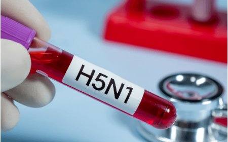 H5N1 Bird Flu: Could Asymptomatic Infections Be Spreading? New Study Sounds Alarm ON
