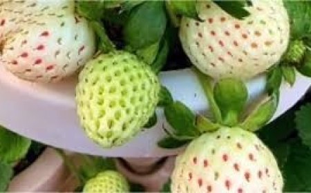 Saudi Arabia's Hail Region Becomes 3rd Global Producer of Rare White Strawberries