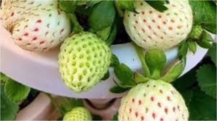 Saudi Arabia's Hail Region Becomes 3rd Global Producer of Rare White Strawberries