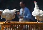 Saudi Arabia Bans Poultry and Egg Imports From 40 Countries Including India, China, UK Amid Bird Flu Fears