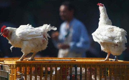 Saudi Arabia Bans Poultry and Egg Imports From 40 Countries Including India, China, UK Amid Bird Flu Fears