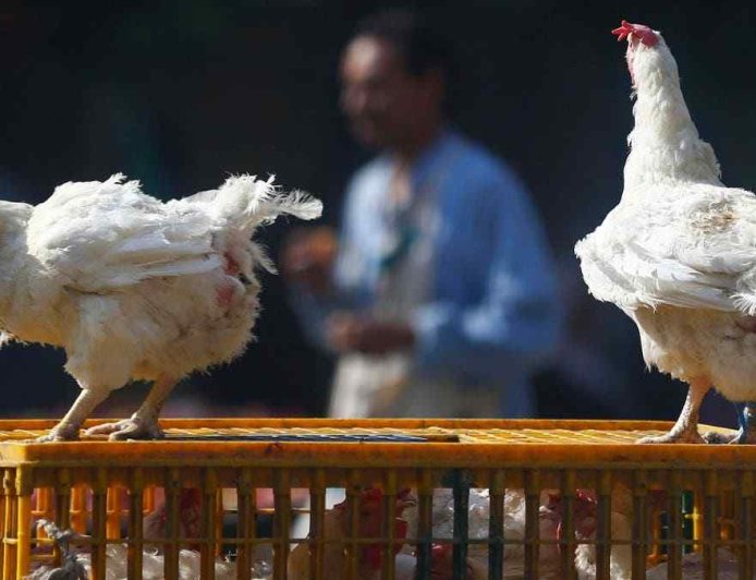 Saudi Arabia Bans Poultry and Egg Imports From 40 Countries Including India, China, UK Amid Bird Flu Fears