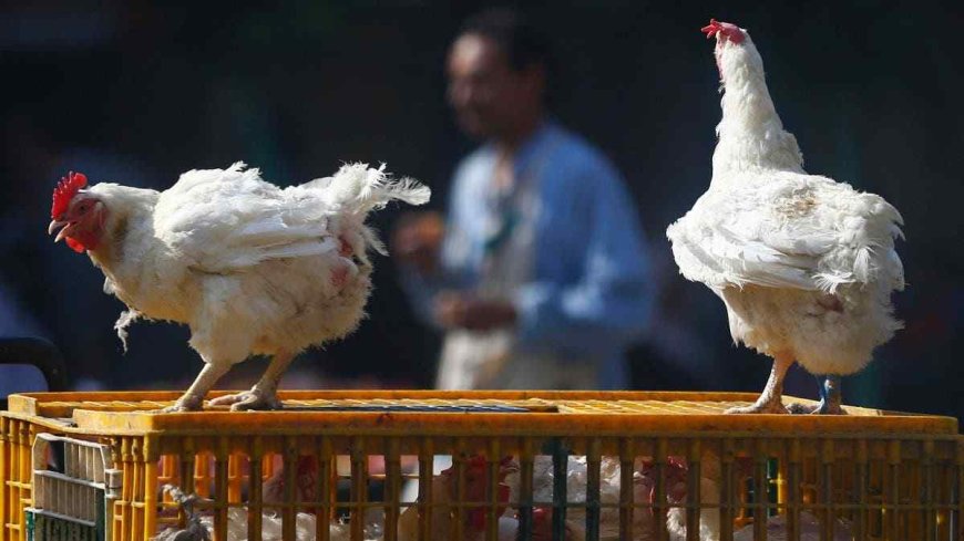 Saudi Arabia Bans Poultry and Egg Imports From 40 Countries Including India, China, UK Amid Bird Flu Fears