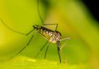 Serious Concern: Dengue Vaccine Efforts Hit Major Hurdles Amid Growing Global Outbreak