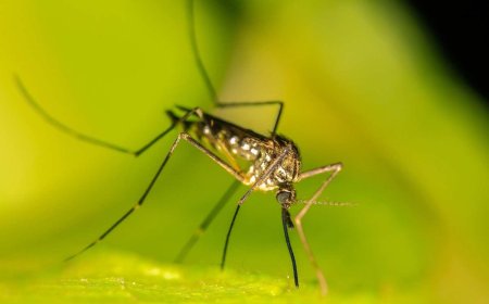 Serious Concern: Dengue Vaccine Efforts Hit Major Hurdles Amid Growing Global Outbreak