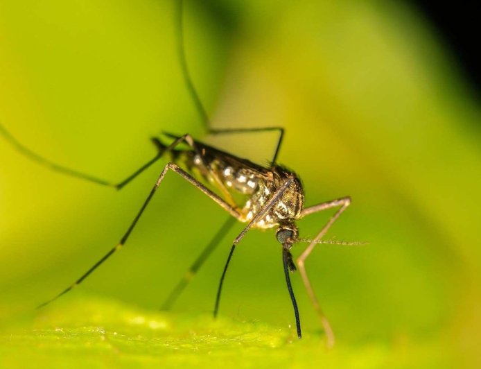 Serious Concern: Dengue Vaccine Efforts Hit Major Hurdles Amid Growing Global Outbreak