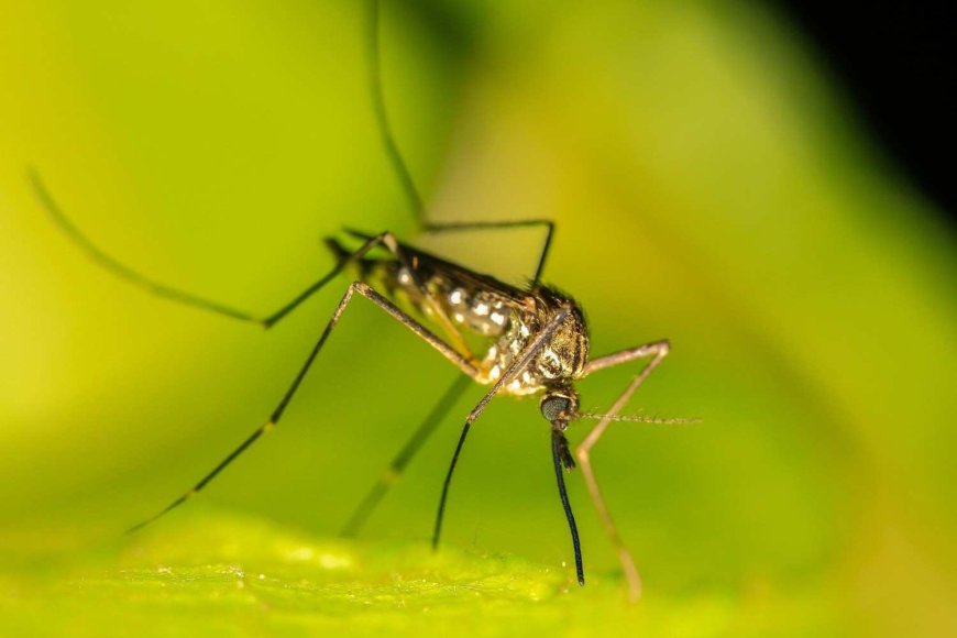 Serious Concern: Dengue Vaccine Efforts Hit Major Hurdles Amid Growing Global Outbreak