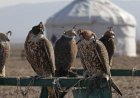 Powerful Partnership: Kazakhstan and Saudi Arabia Unite to Protect Rare Saker Falcons