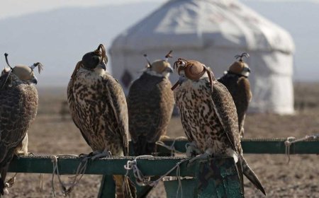 Powerful Partnership: Kazakhstan and Saudi Arabia Unite to Protect Rare Saker Falcons