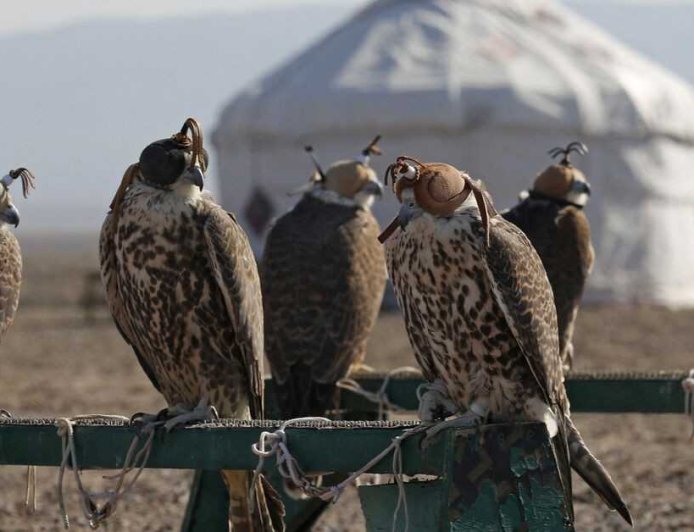 Powerful Partnership: Kazakhstan and Saudi Arabia Unite to Protect Rare Saker Falcons