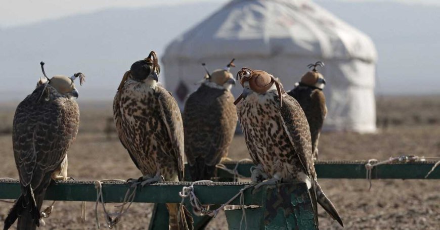 Powerful Partnership: Kazakhstan and Saudi Arabia Unite to Protect Rare Saker Falcons
