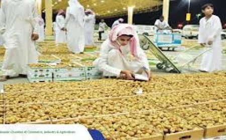 Saudi Date Exports Hit Record $533 Million in 2026